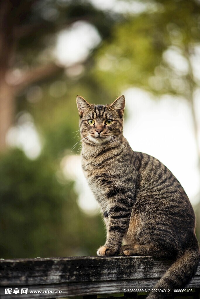斑纹猫咪静立木台