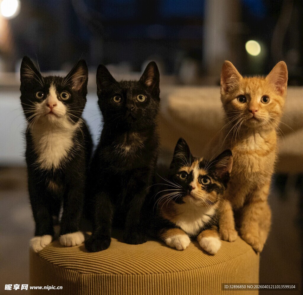 四只可爱小猫同框卖萌