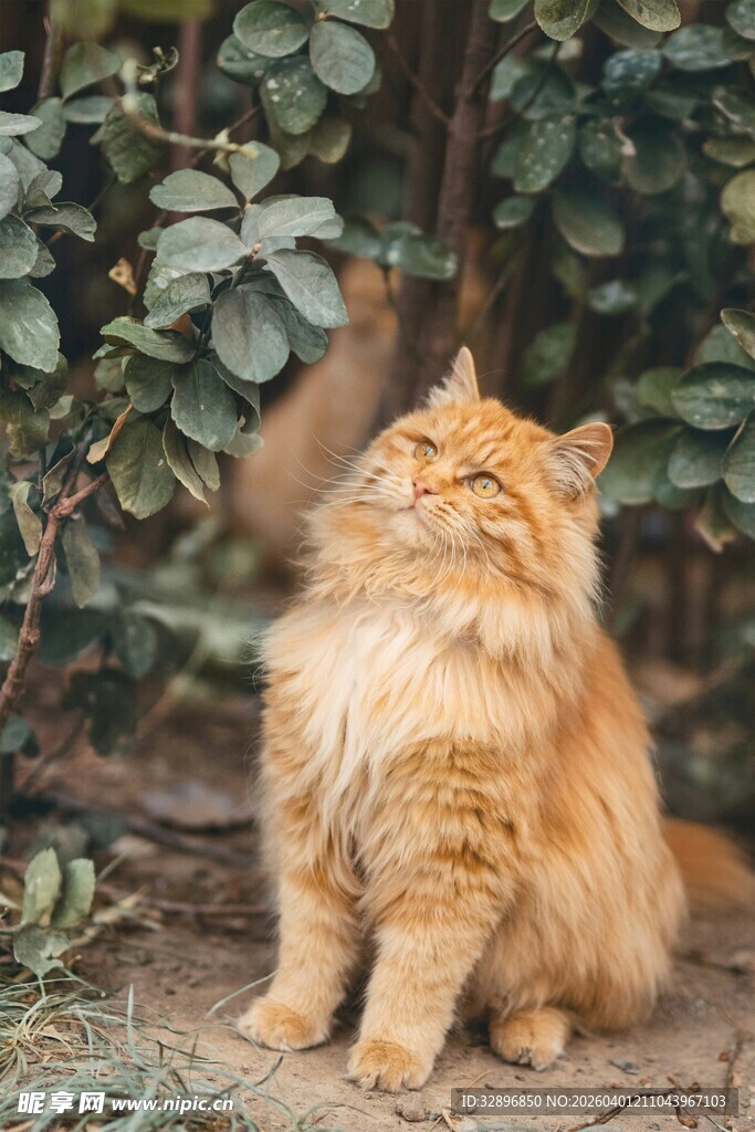 橘色长毛猫户外惬意坐姿