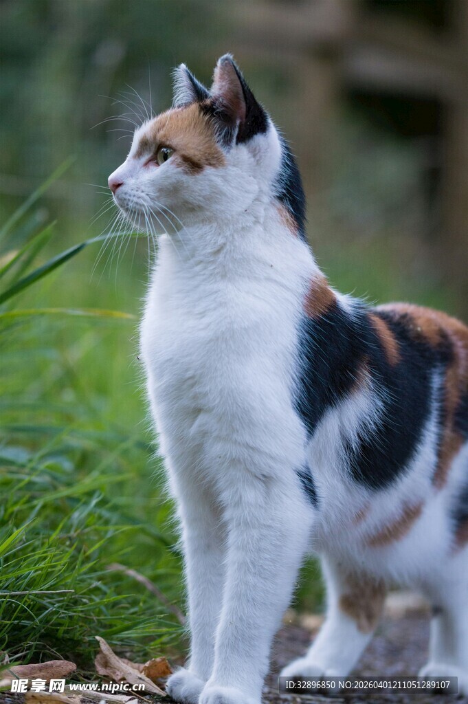 三色猫于草地专注远望