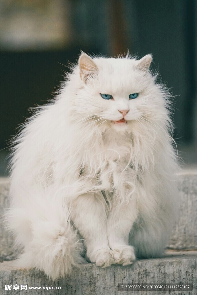 白色长毛猫咪可爱模样