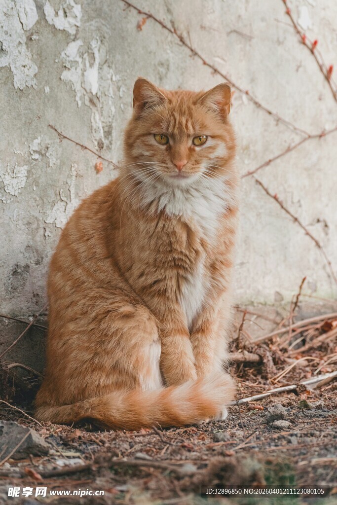 橘猫静坐在斑驳墙前