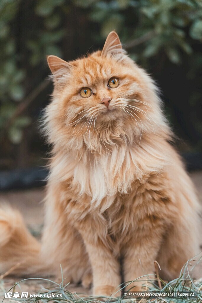 橘色长毛猫优雅端坐