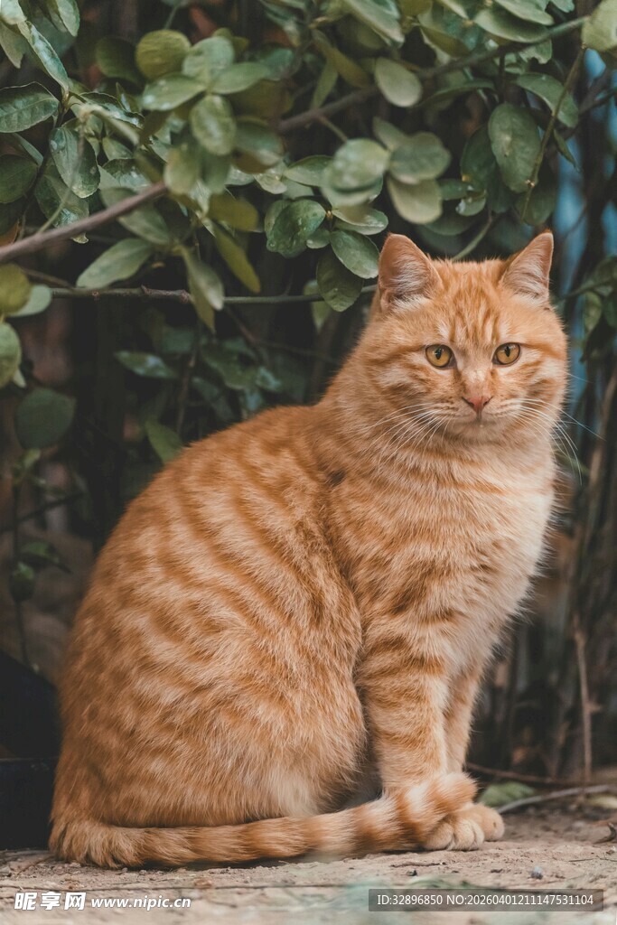 橘猫静坐在绿植旁
