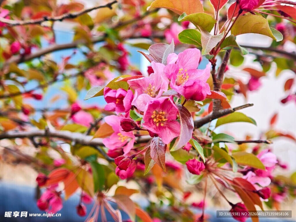 春天绽放的娇艳粉色花朵
