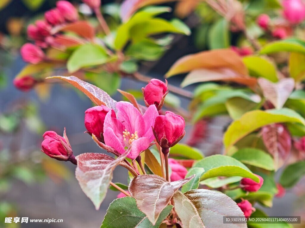 春日盛开的粉色海棠花