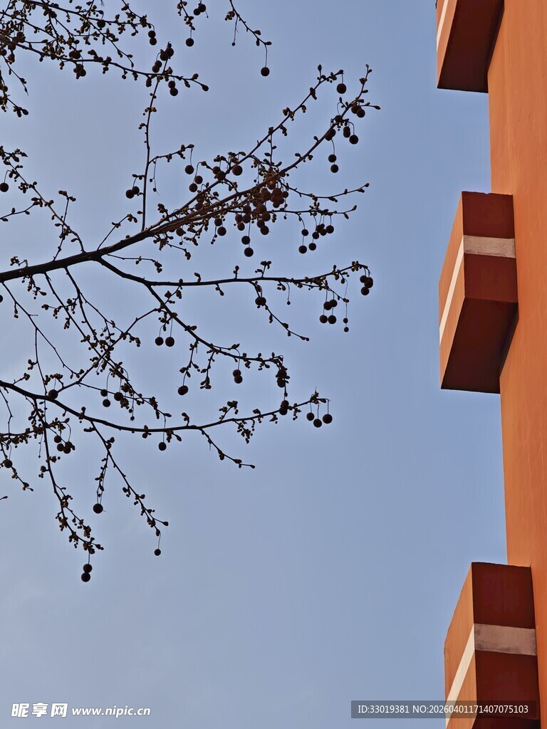 树枝旁的建筑一角