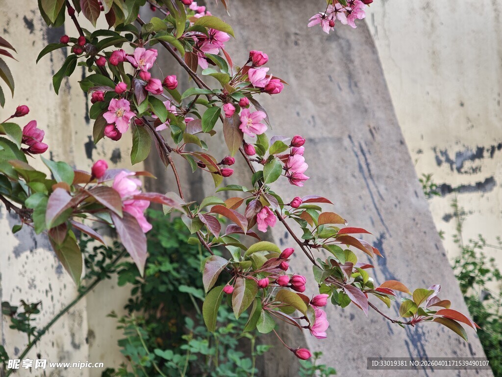 墙边绽放的粉色花枝