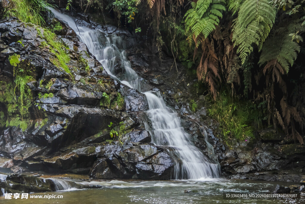 山间小瀑布与葱郁蕨类植物