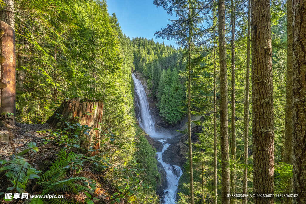 森林中的壮美瀑布景观