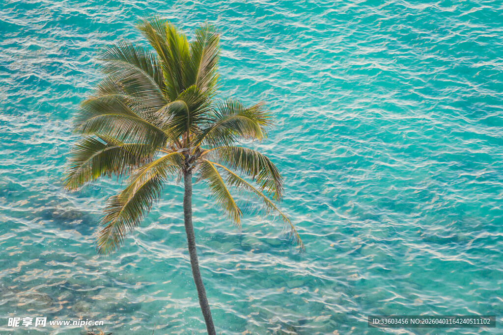 海边孤植的翠绿椰子树