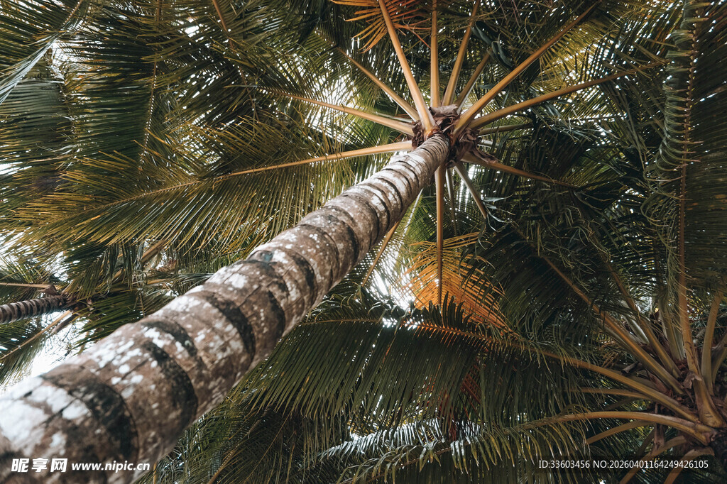 仰望高耸的棕榈树树干