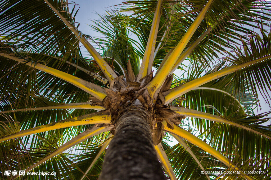 仰视下的棕榈树冠美景