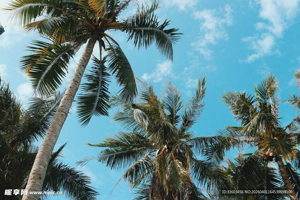 蓝天椰林美丽热带风光