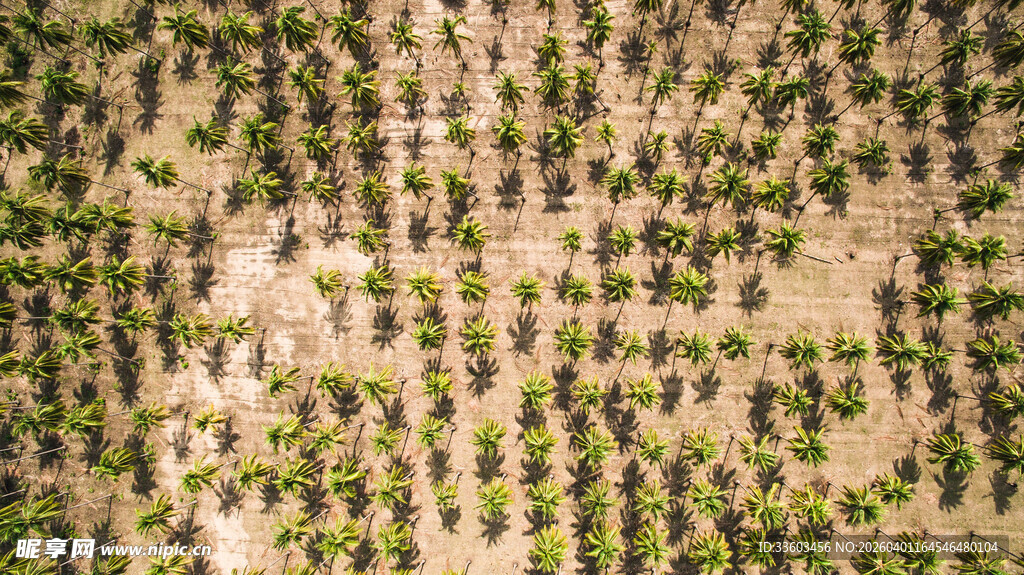 整齐排列的绿色植物景观
