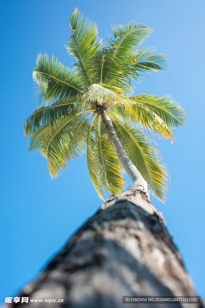 仰望蓝天中的高大椰子树