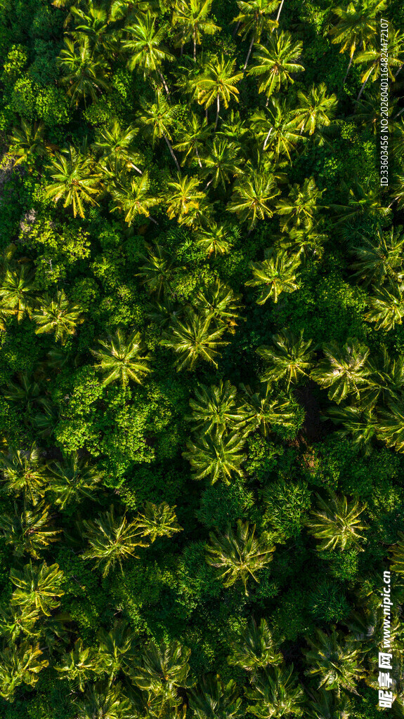 翠绿繁茂的黄色小花植物