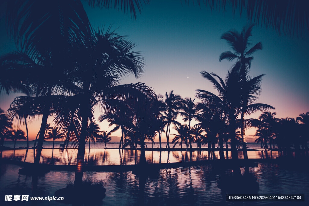 海边椰林黄昏美景