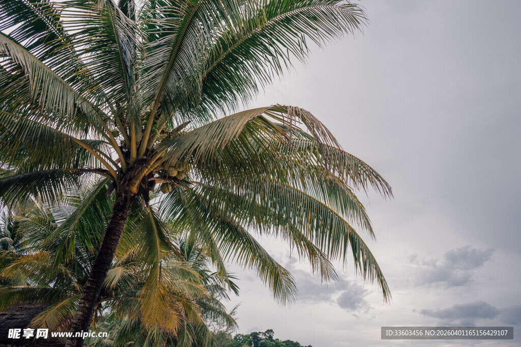 天空下的摇曳椰子树