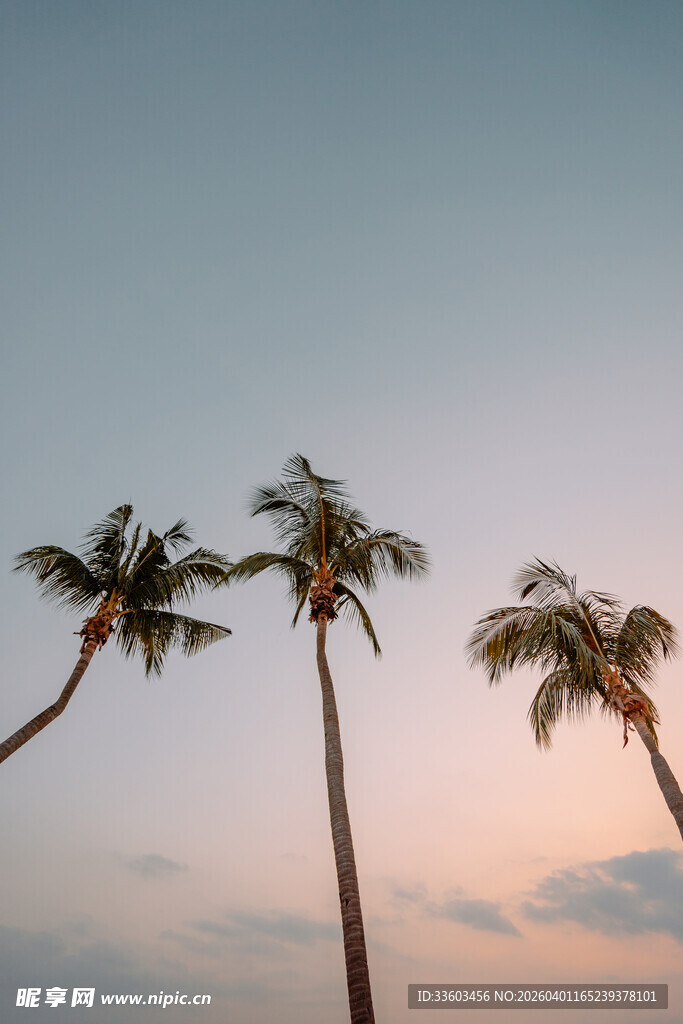 夕阳下的三棵棕榈树