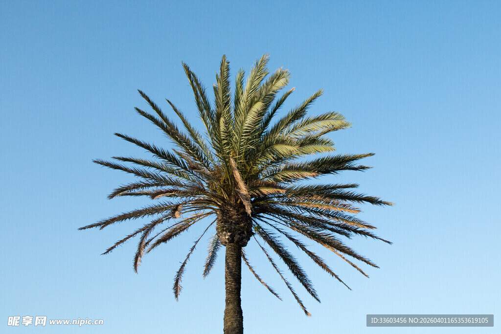 蓝天映衬下的单棵棕榈树