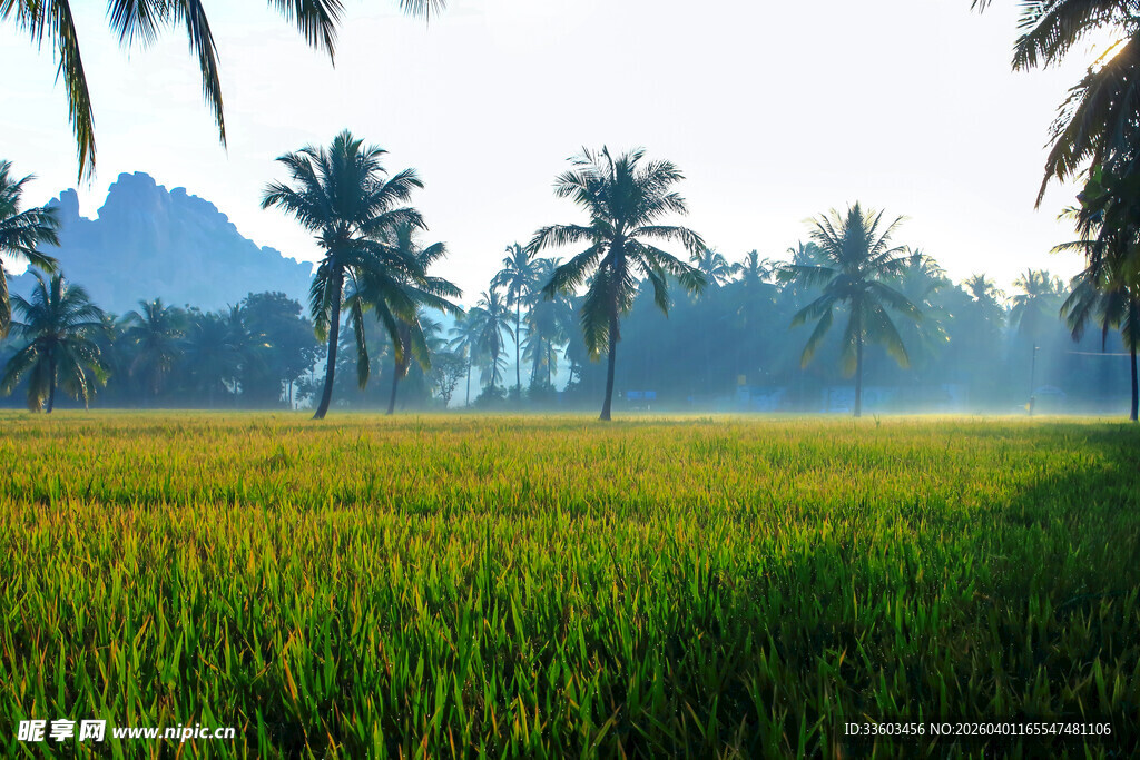 田园稻田与棕榈树美景