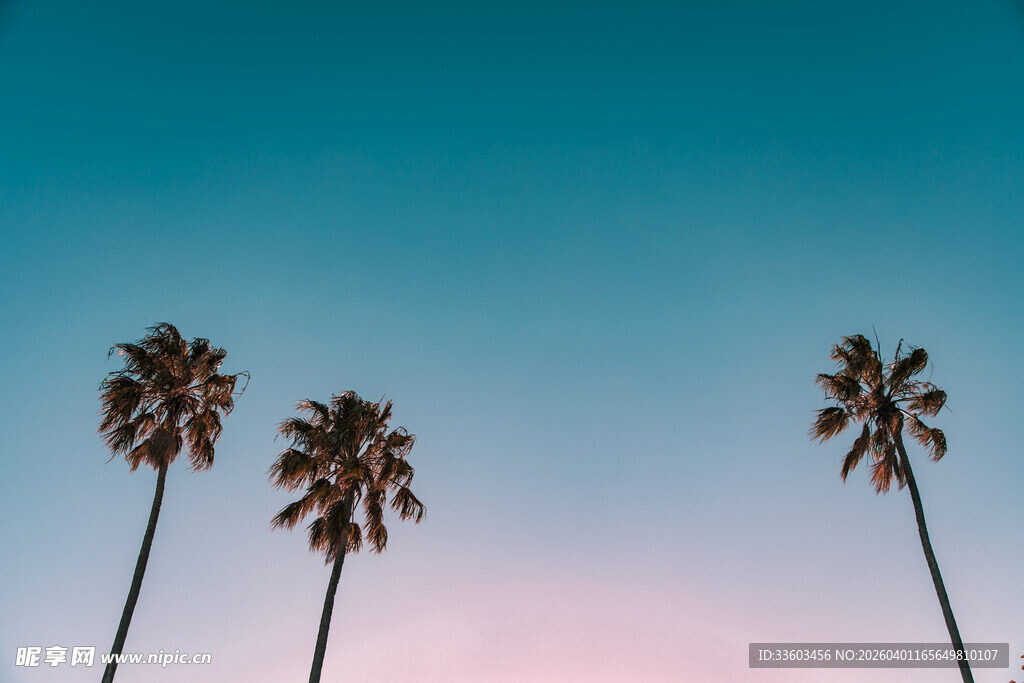 蓝天粉霞下的三棵棕榈树