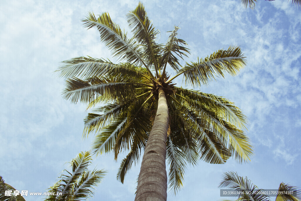 高耸入云的热带椰子树