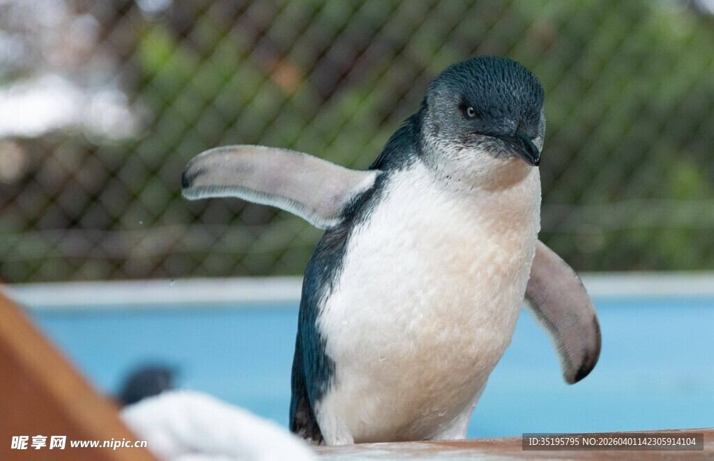 小蓝企鹅展翅瞬间