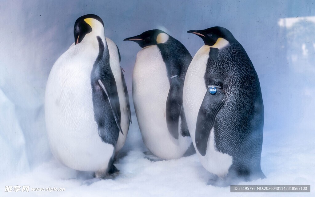 冰原上的几只可爱企鹅