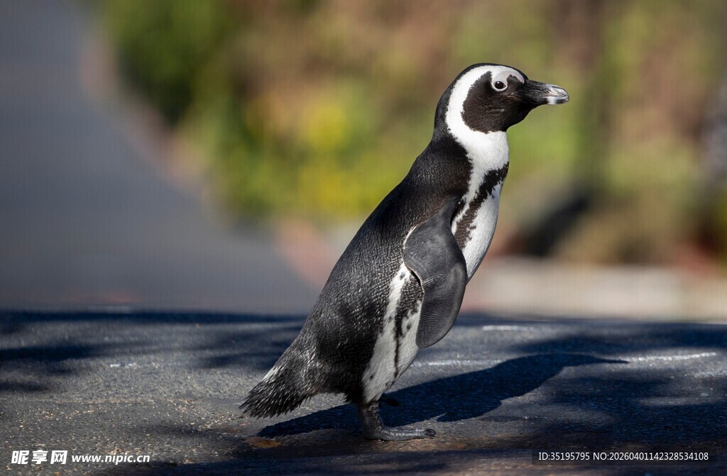行走的非洲企鹅
