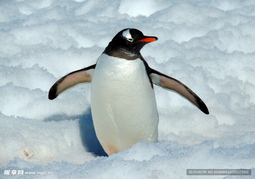 雪地中行走的可爱企鹅