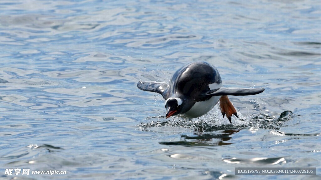 企鹅于水中拍打翅膀瞬间