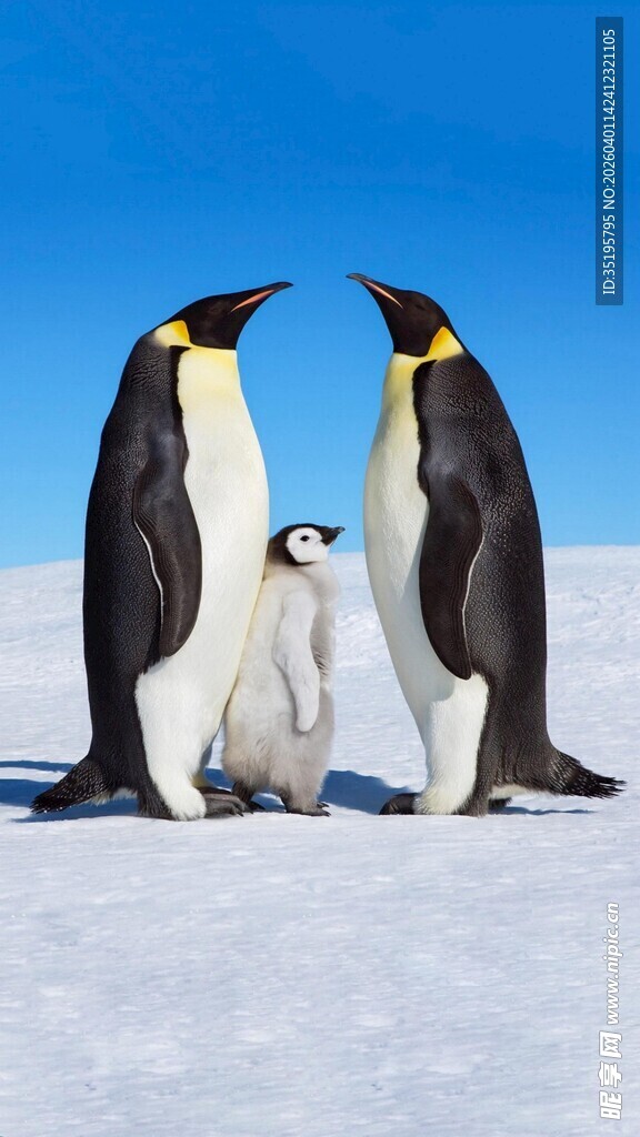 雪地中企鹅一家温馨画面