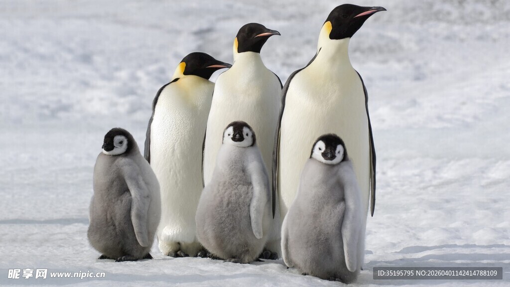 雪地企鹅家族温馨同框