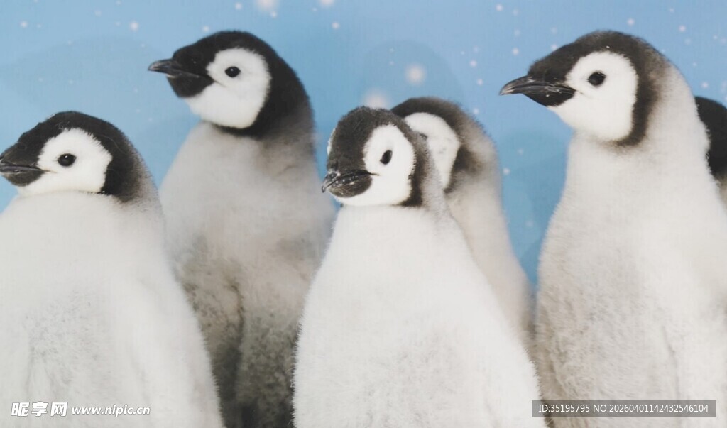 一群可爱企鹅站立画面