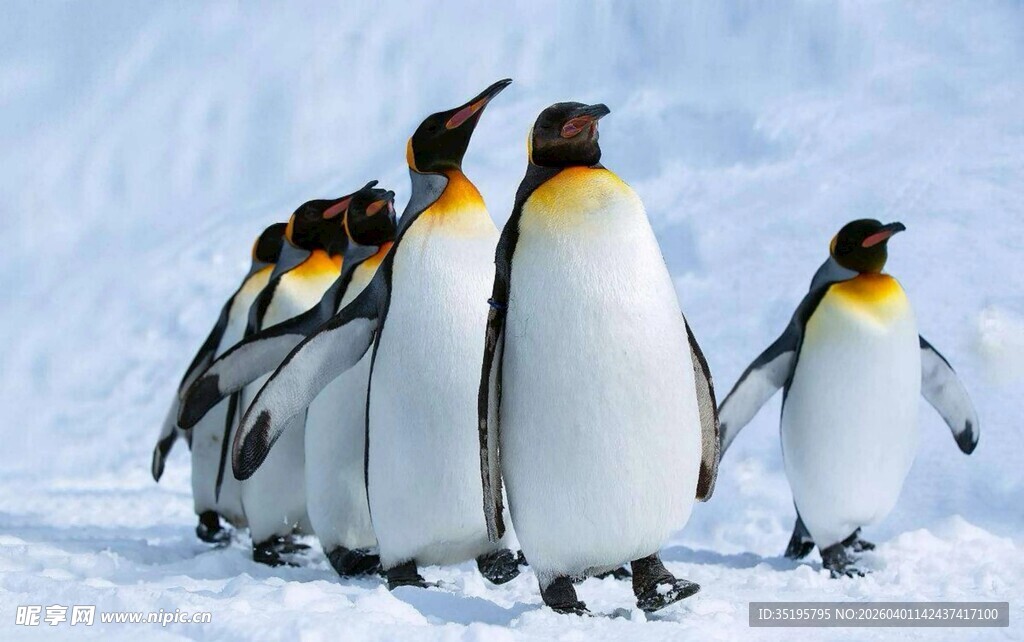 企鹅雪地列队行走