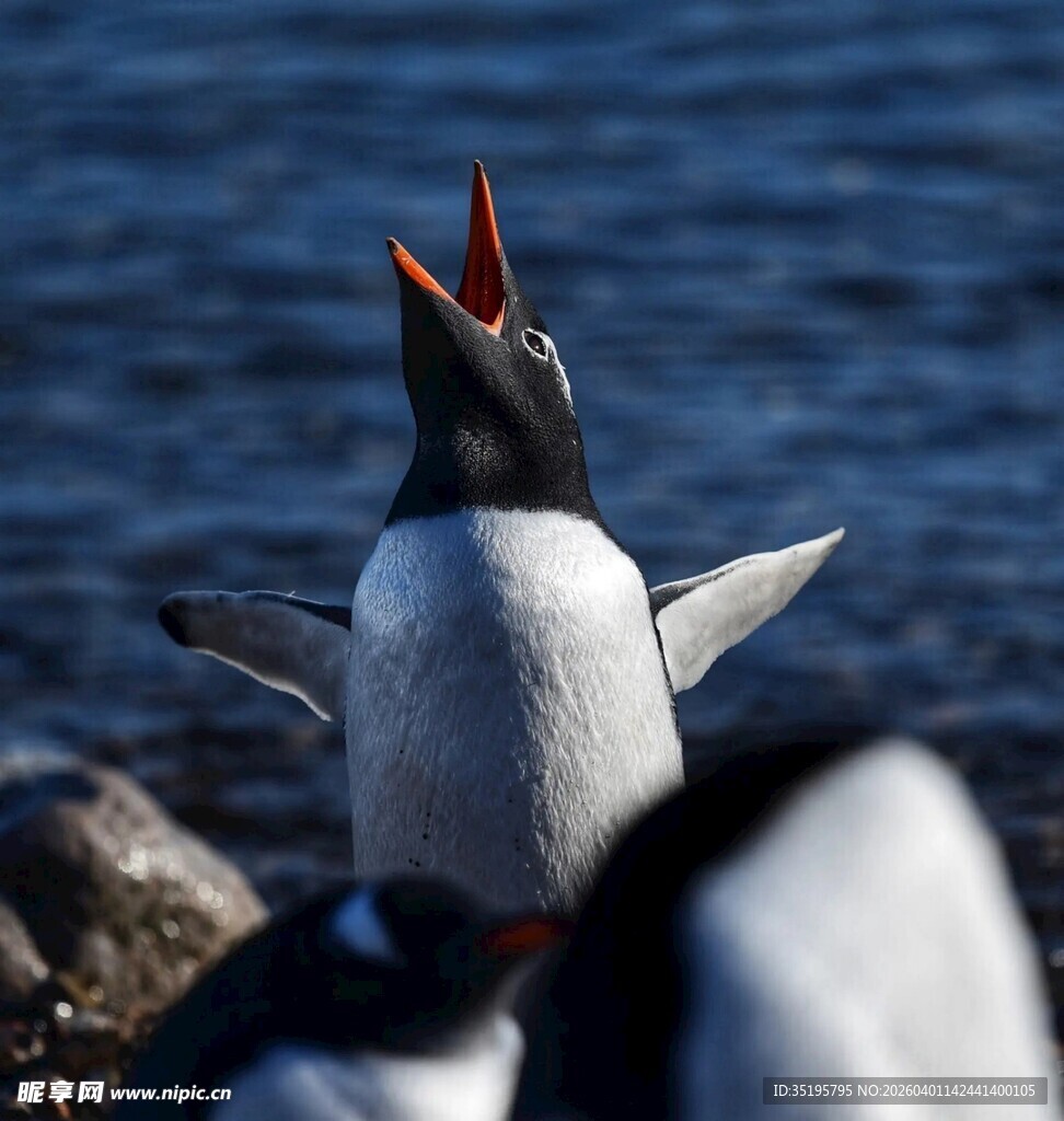 仰头鸣叫的可爱企鹅