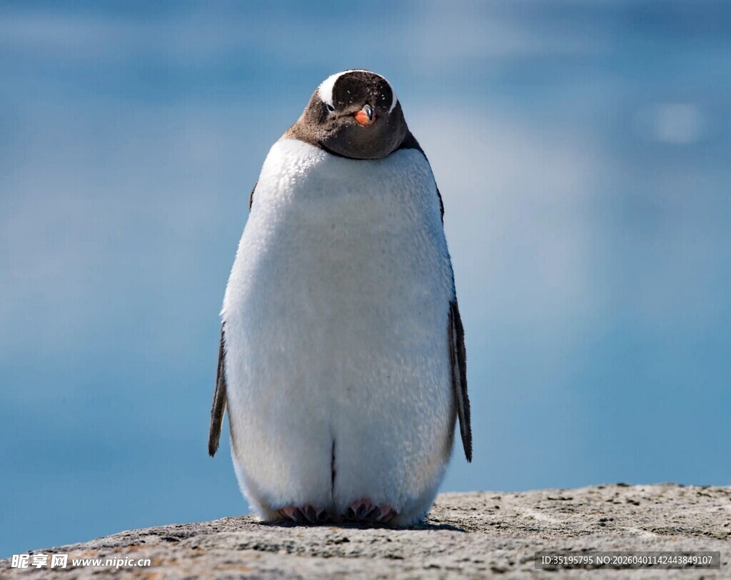 岩石上的呆萌小企鹅