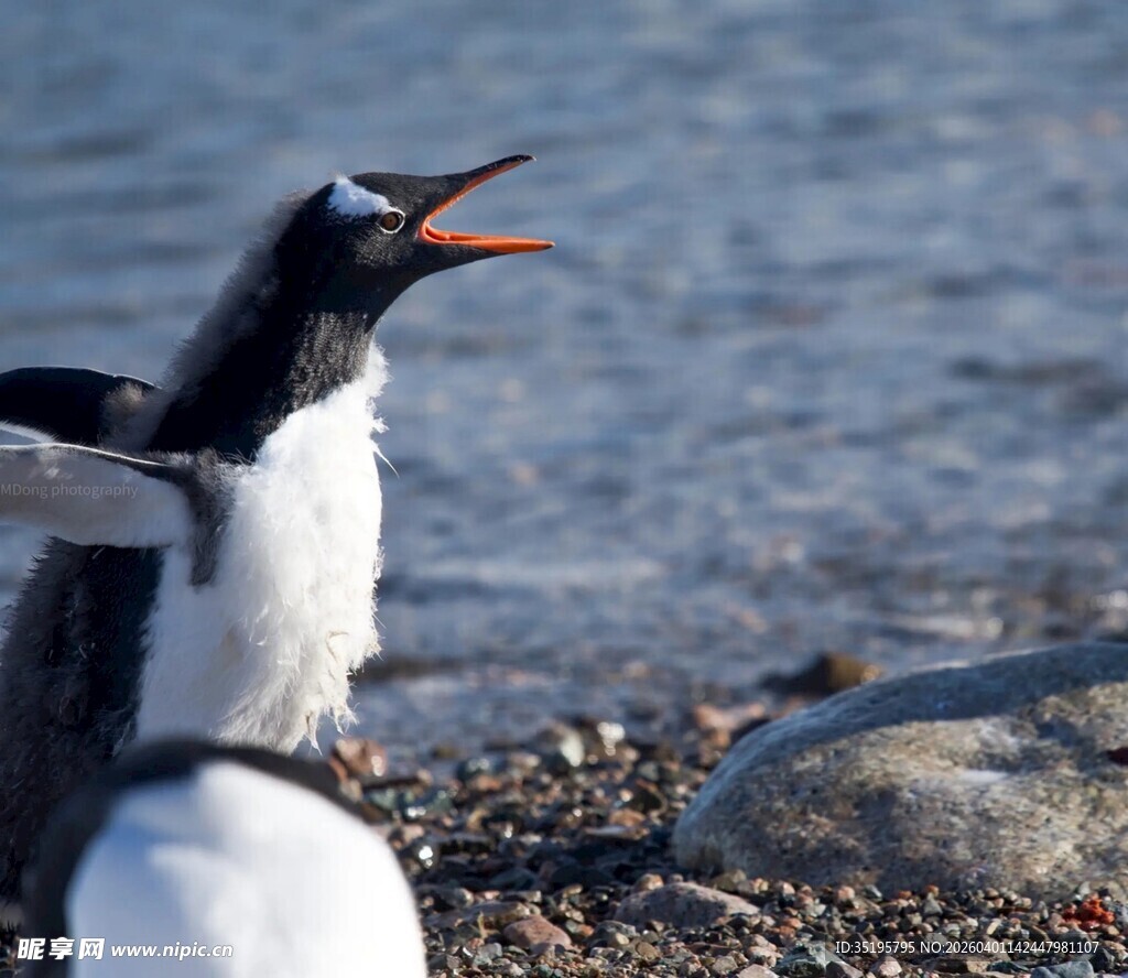 海滩上张嘴鸣叫的企鹅