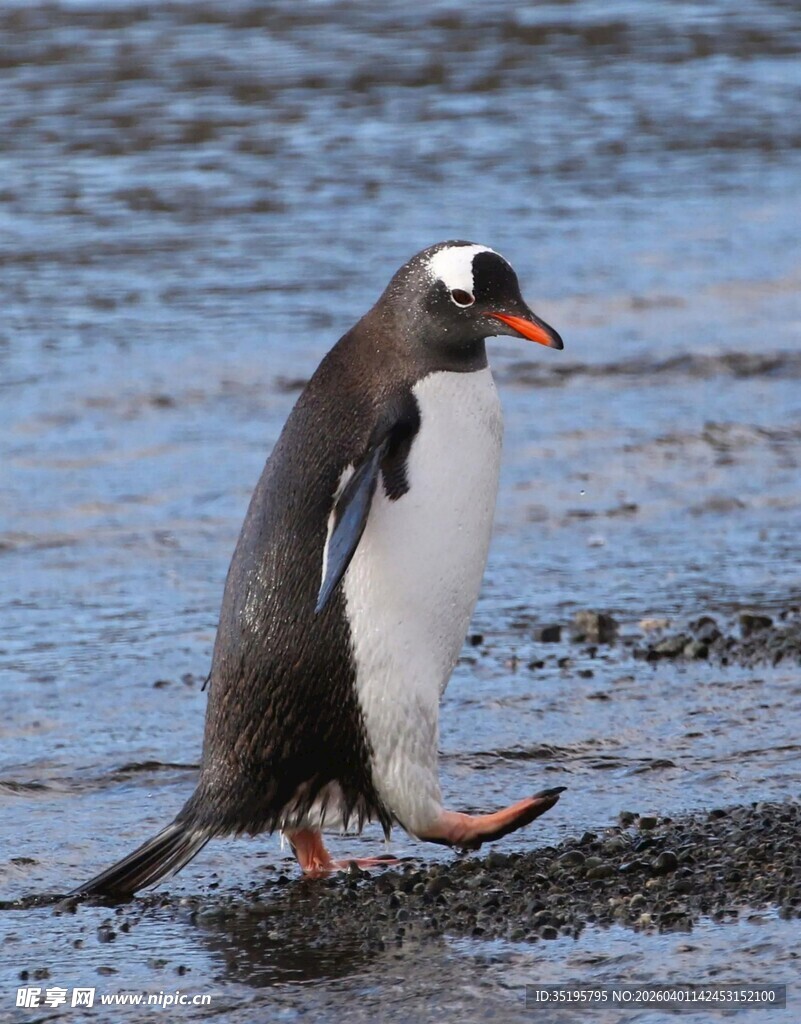 海滩上行走的帽带企鹅
