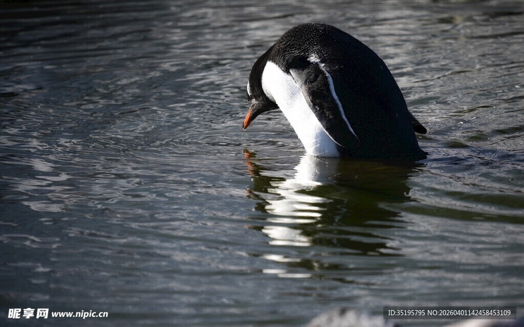 企鹅水中低头觅食瞬间
