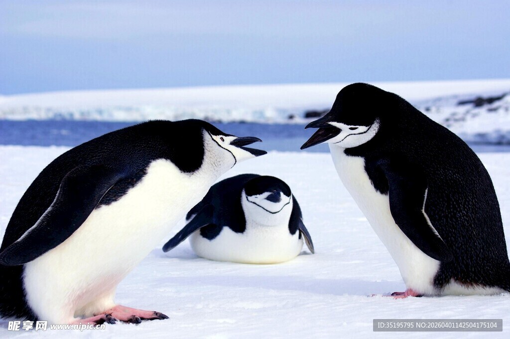 雪地中互动的几只企鹅
