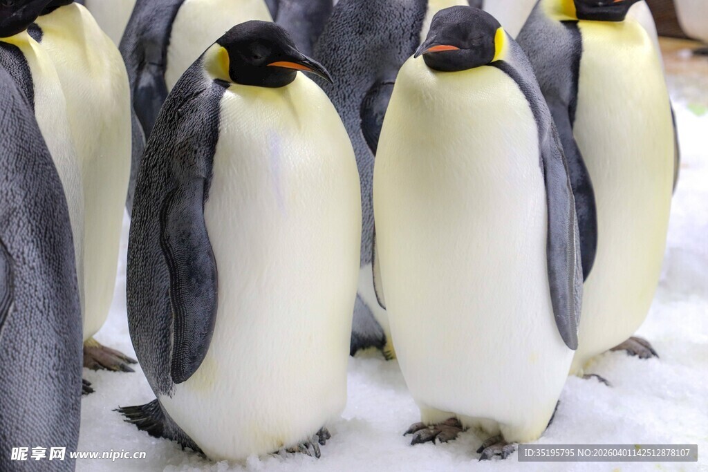 雪地中的企鹅群