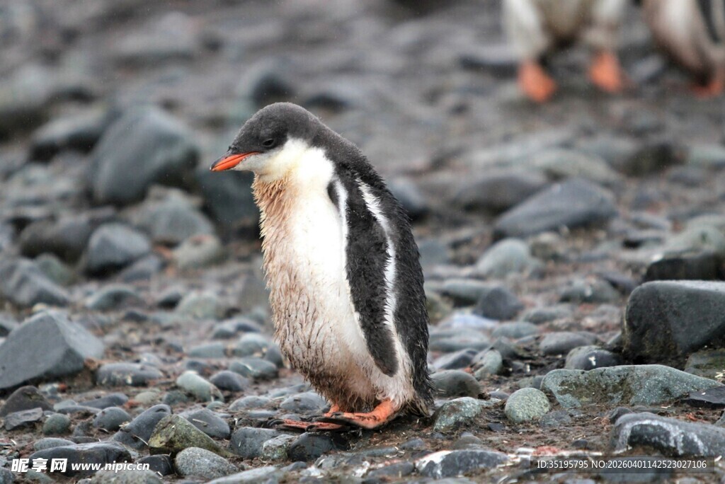 岩石上的单只企鹅