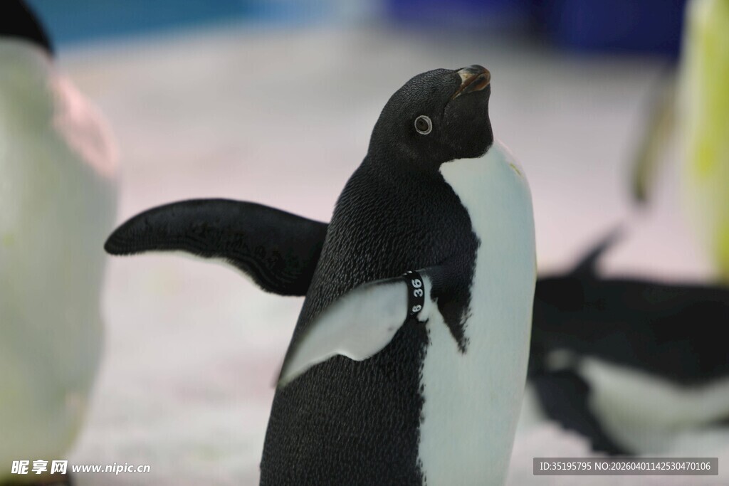 可爱企鹅展翅姿态