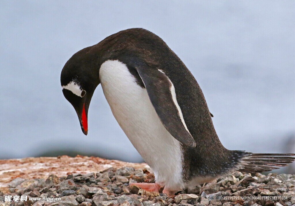 企鹅低头整理巢材