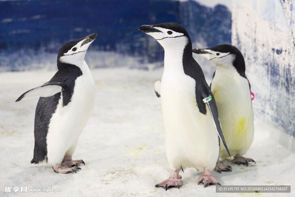 雪地中互动的几只企鹅