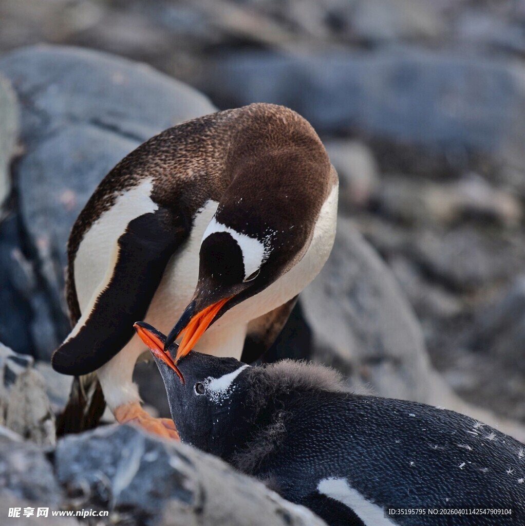 企鹅岸边整理羽毛