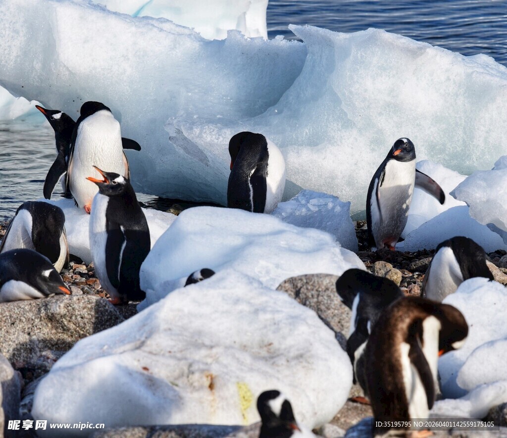 企鹅聚集在冰块附近